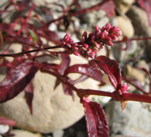 sponde Simeto (Bronte CT)- Persicaria cfr. maculosa