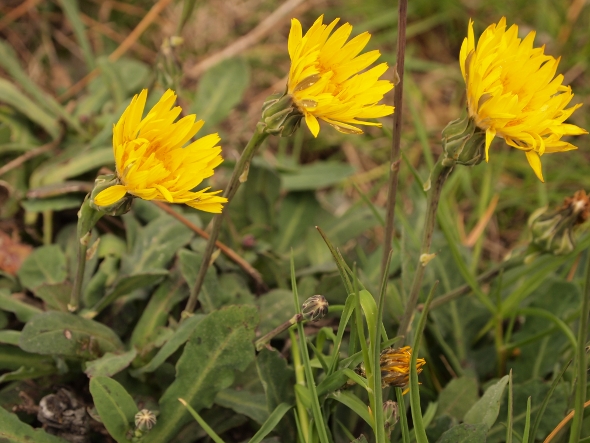 Reichardia picroides (L.) Roth