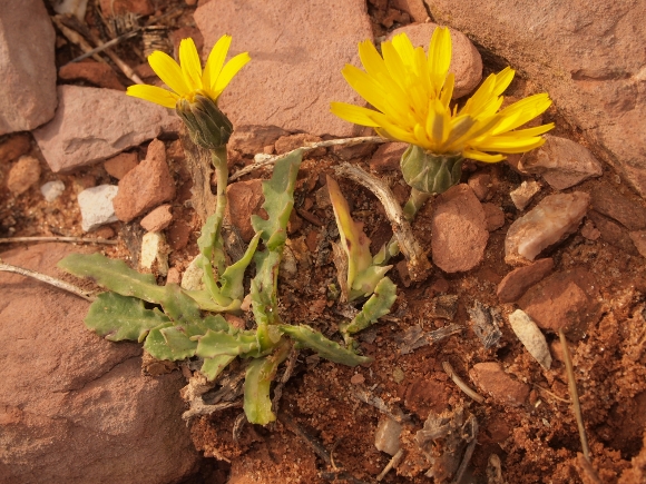 Reichardia picroides (L.) Roth