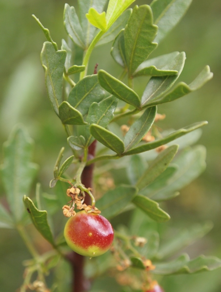 Rhus tripartita / Sommacco tripartito