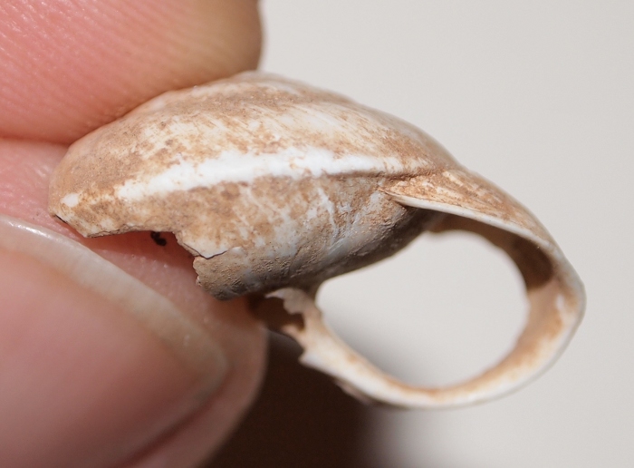 Sphincterochila - forma carenata - Cap Carbon, Algeria