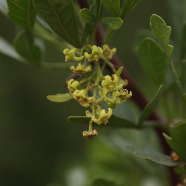 Rhus tripartita / Sommacco tripartito