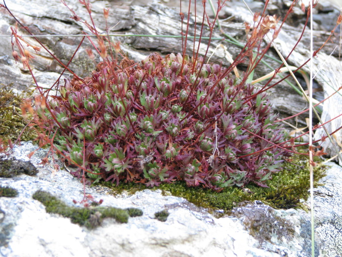 Saxifraga pedemontana subsp. cervicornis / Sassifraga sardo-corsa