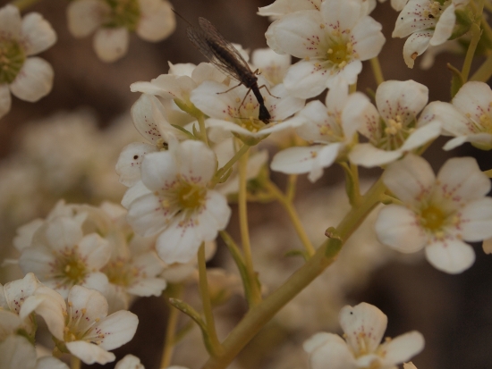 Saxifraga callosa