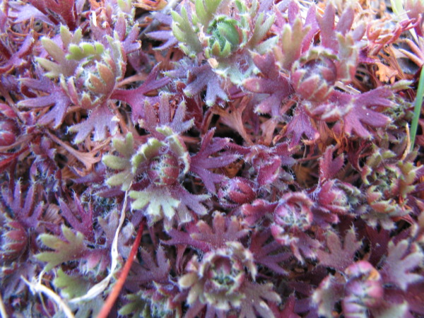 Saxifraga pedemontana subsp. cervicornis / Sassifraga sardo-corsa