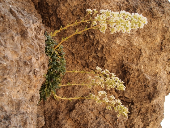 Saxifraga callosa