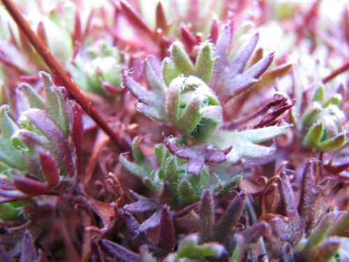 Saxifraga pedemontana subsp. cervicornis / Sassifraga sardo-corsa