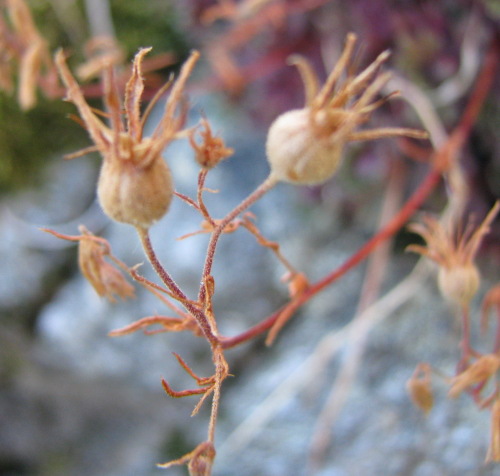 Saxifraga pedemontana subsp. cervicornis / Sassifraga sardo-corsa