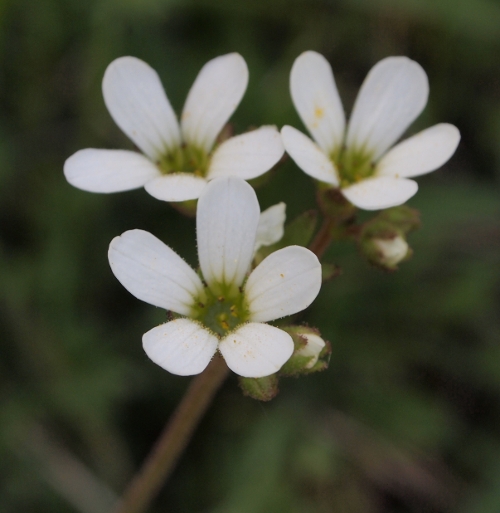 Saxifraga bulbifera L.