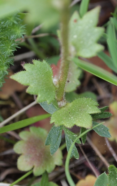 Saxifraga bulbifera L.