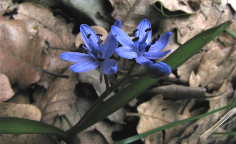 Scilla bifolia / Scilla silvestre