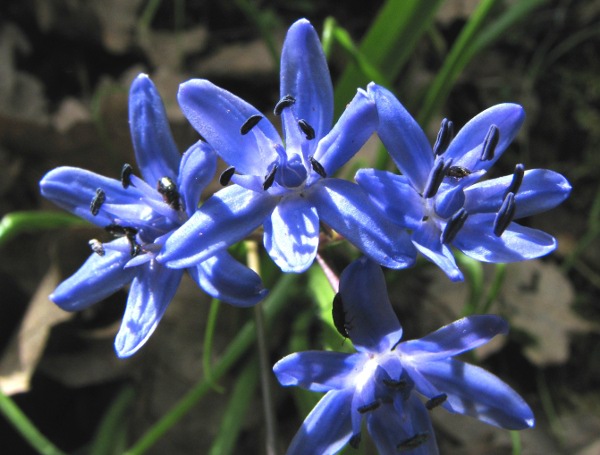 Scilla bifolia / Scilla silvestre