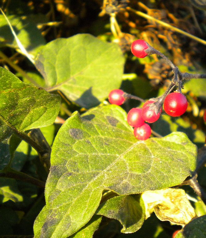 Solanum dulcamara