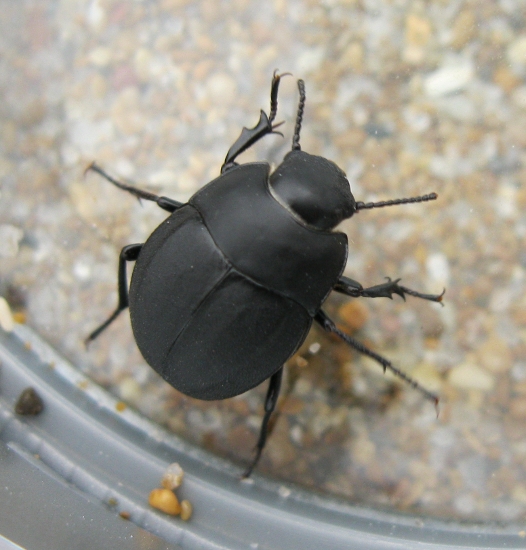 coleottero di spiaggia: Erodius sp.