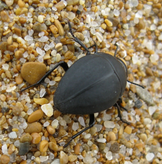 coleottero di spiaggia: Erodius sp.