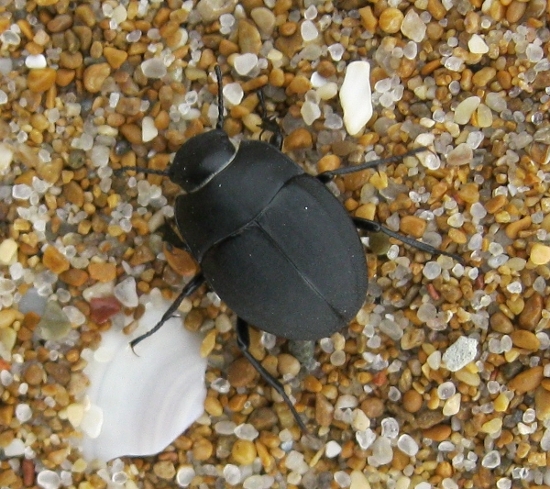 coleottero di spiaggia: Erodius sp.