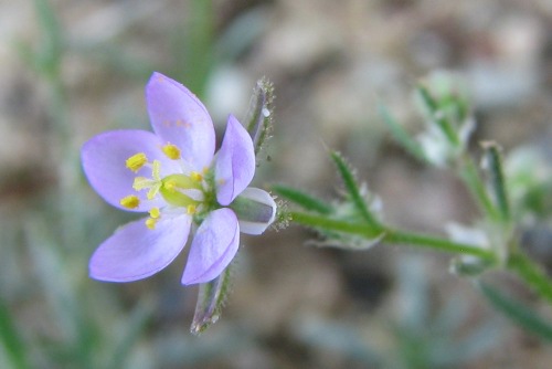 Spergularia rubra / Spergularia rossa