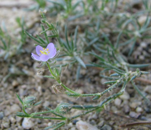 Spergularia rubra / Spergularia rossa