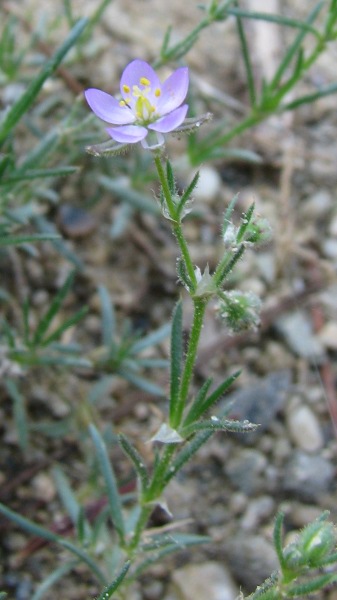 Spergularia rubra / Spergularia rossa