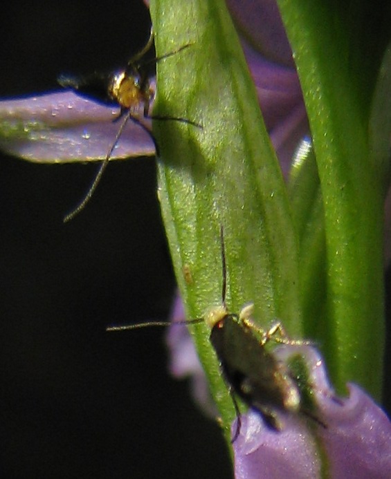 Ophrys lunulata