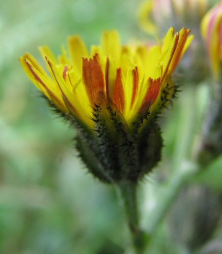 Crepis vesicaria / Radicchiella vescicosa