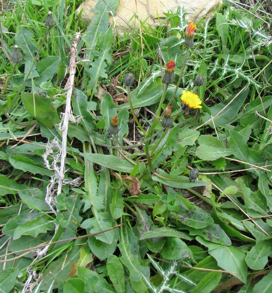 Crepis vesicaria / Radicchiella vescicosa