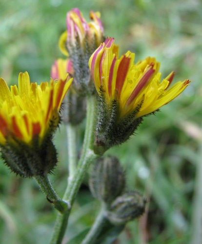 Crepis vesicaria / Radicchiella vescicosa