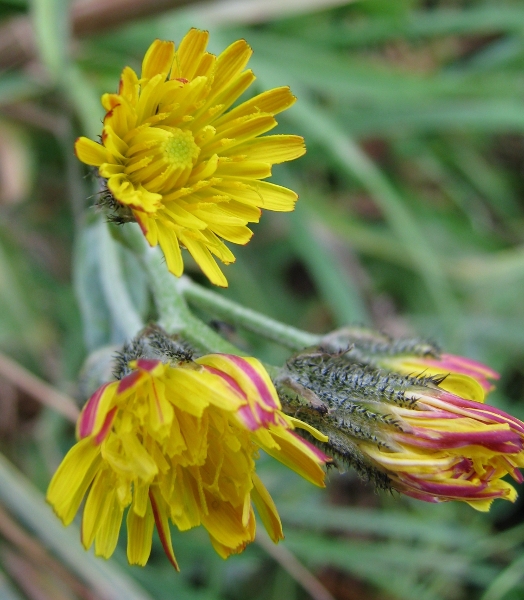 Crepis vesicaria / Radicchiella vescicosa