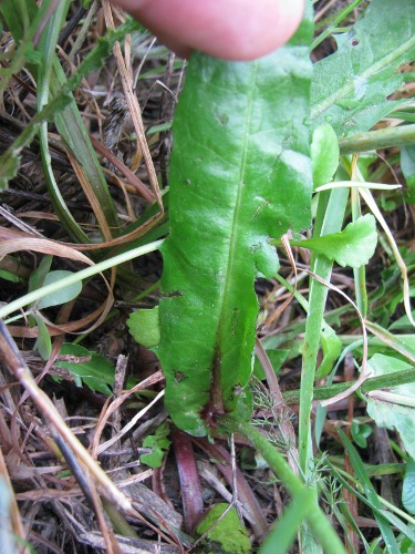 Crepis vesicaria / Radicchiella vescicosa