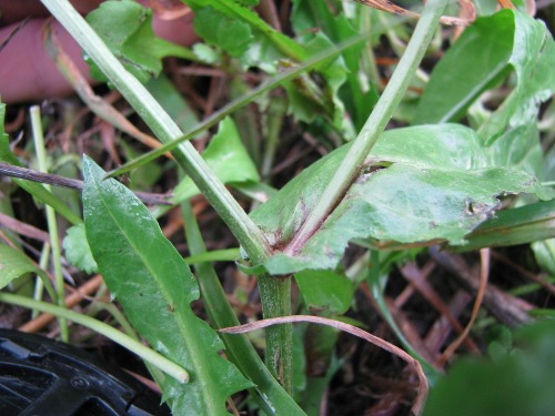 Crepis vesicaria / Radicchiella vescicosa