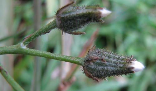 Crepis vesicaria / Radicchiella vescicosa