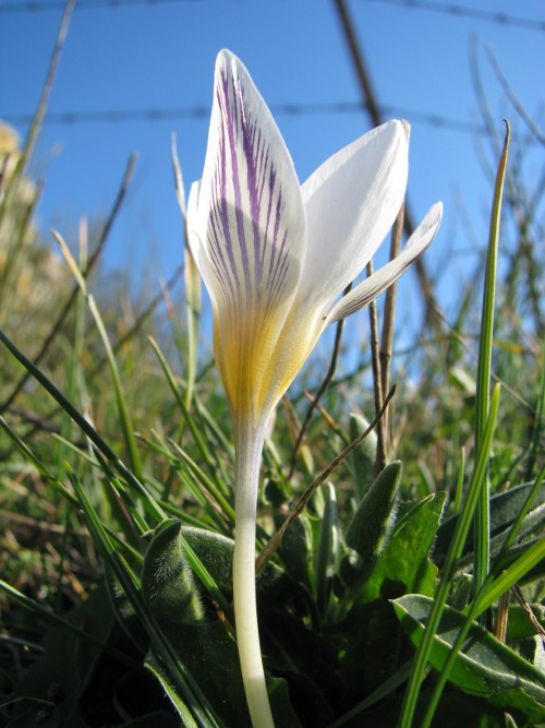 Crocus biflorus