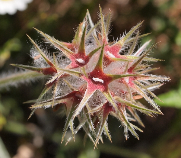 Trifolium stellatum / Trifoglio stellato