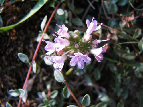 Thymus herba-barona