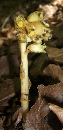 Monotropa hypopitys / Ipopitide