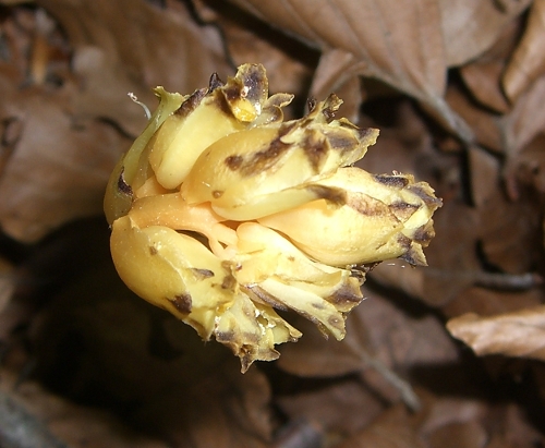 Monotropa hypopitys / Ipopitide