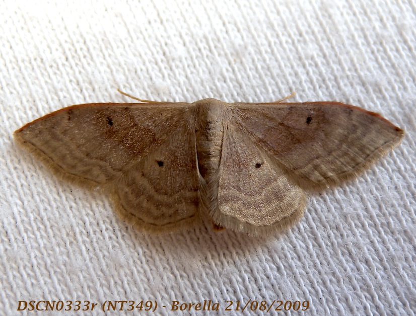 Idaea degeneraria ?