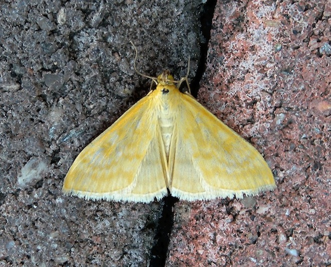 Mecyna lutealis ? No, Sitochroa verticalis