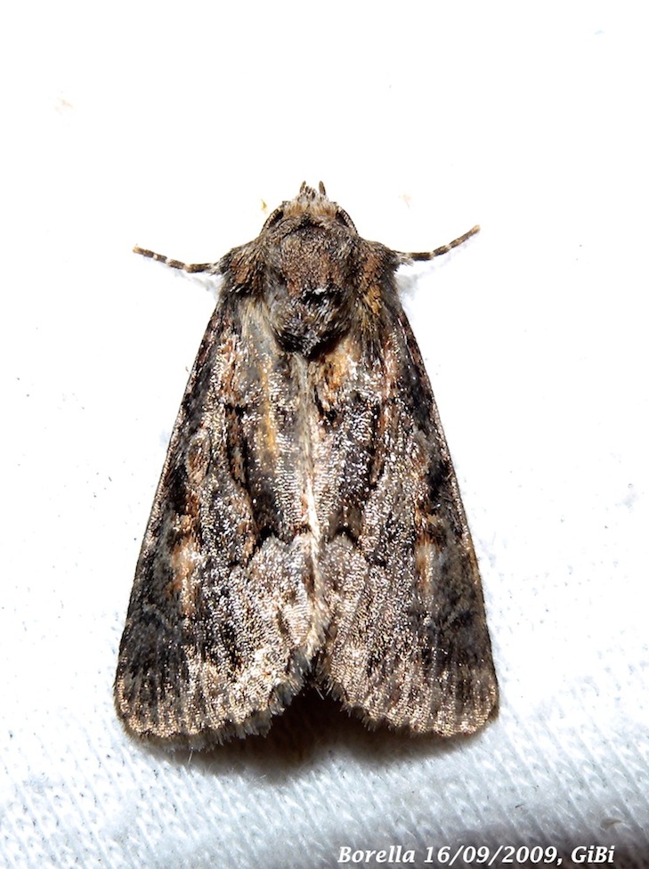 Cleoceris scoriacea ? - Thalpophila matura