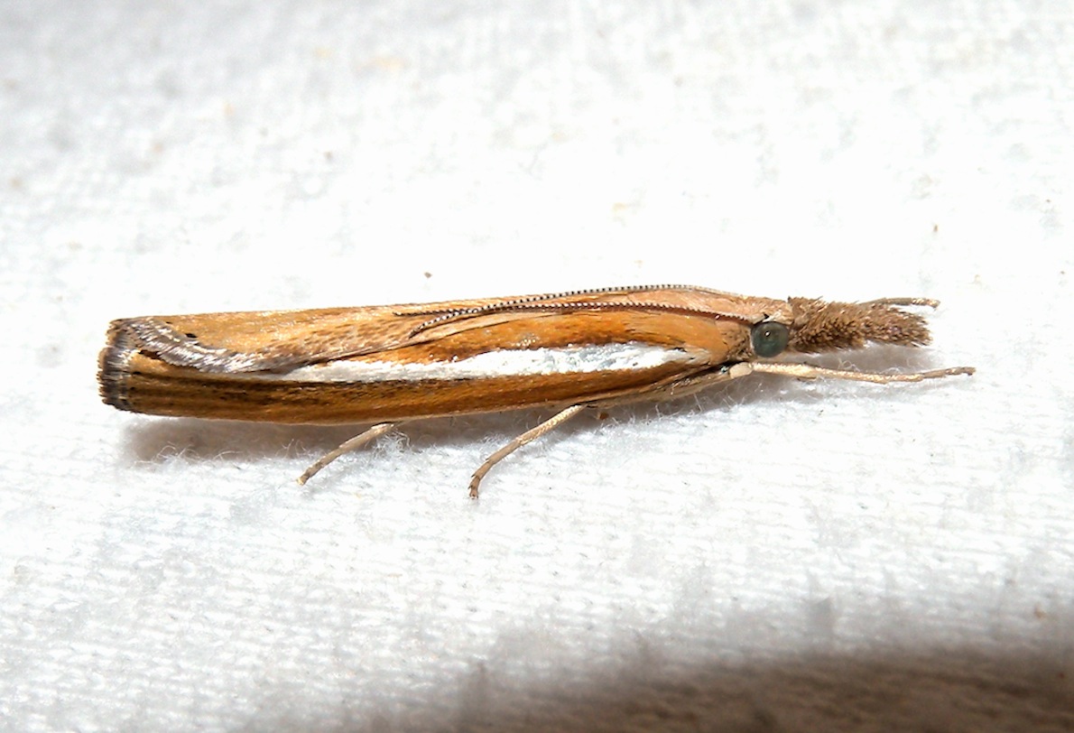 Agriphila tristella?