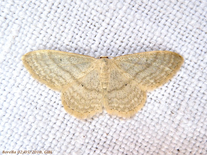 Idaea subsericeata ?