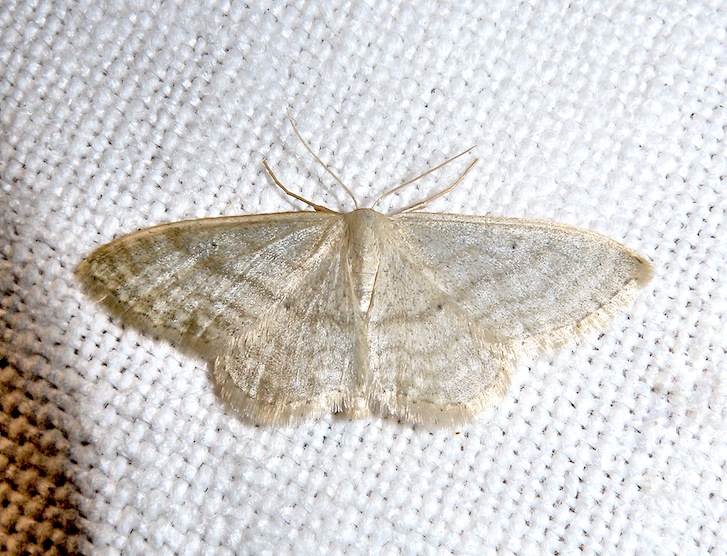 Idaea subsericeata ?