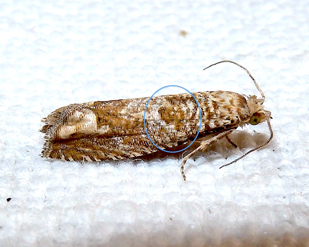 Tortricidae: Eucosma aemulana ?