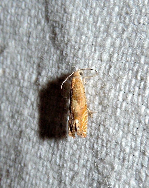 Altra Tortricidae: Ancylis uncella ?