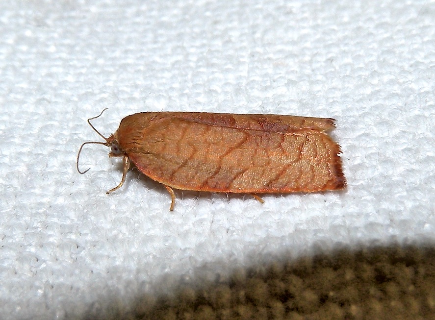 Altra Tortricidae da determinare - Cacoecimorpha pronubana