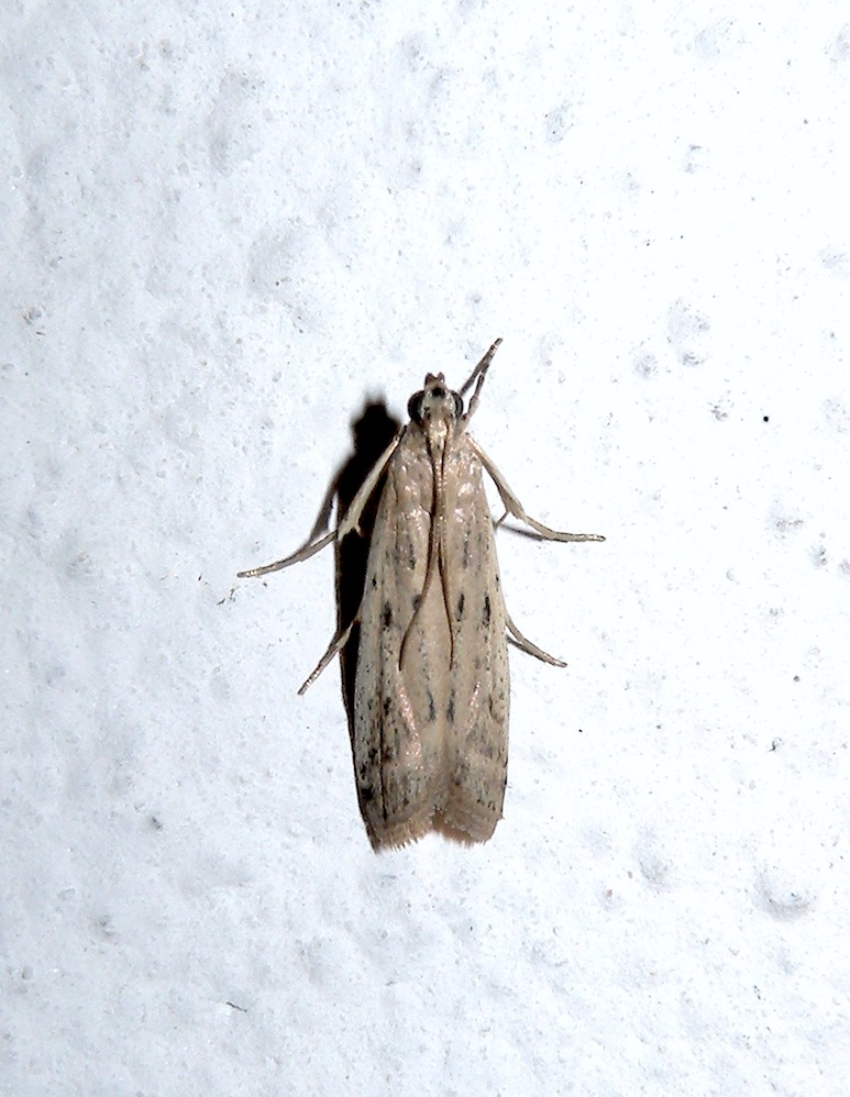 Phycitodes maritima ?