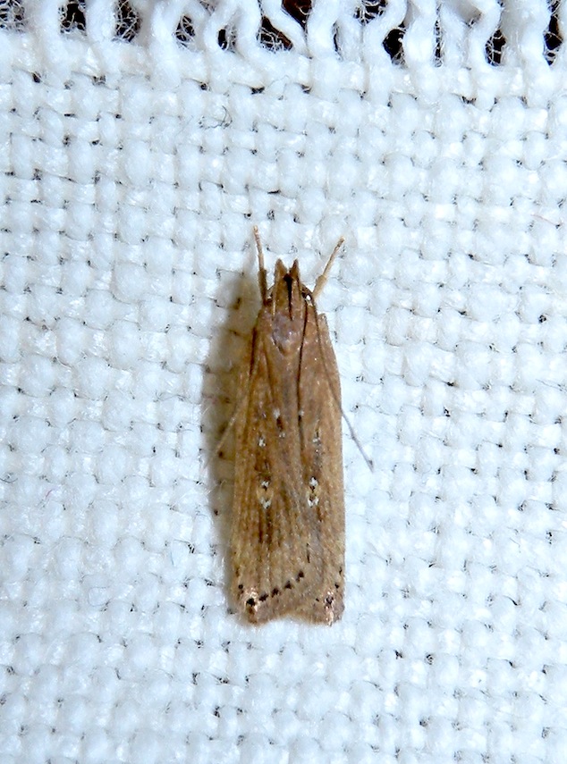 GELECHIIDAE   Helcystogramma triannulella?