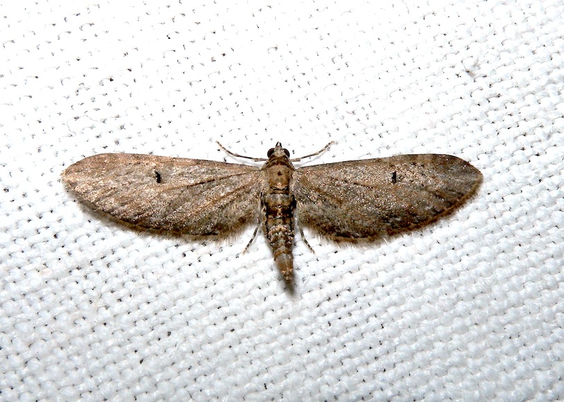 Eupithecia innotata ?