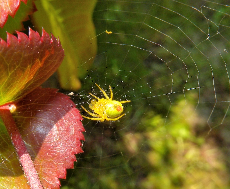 Araniella sp.