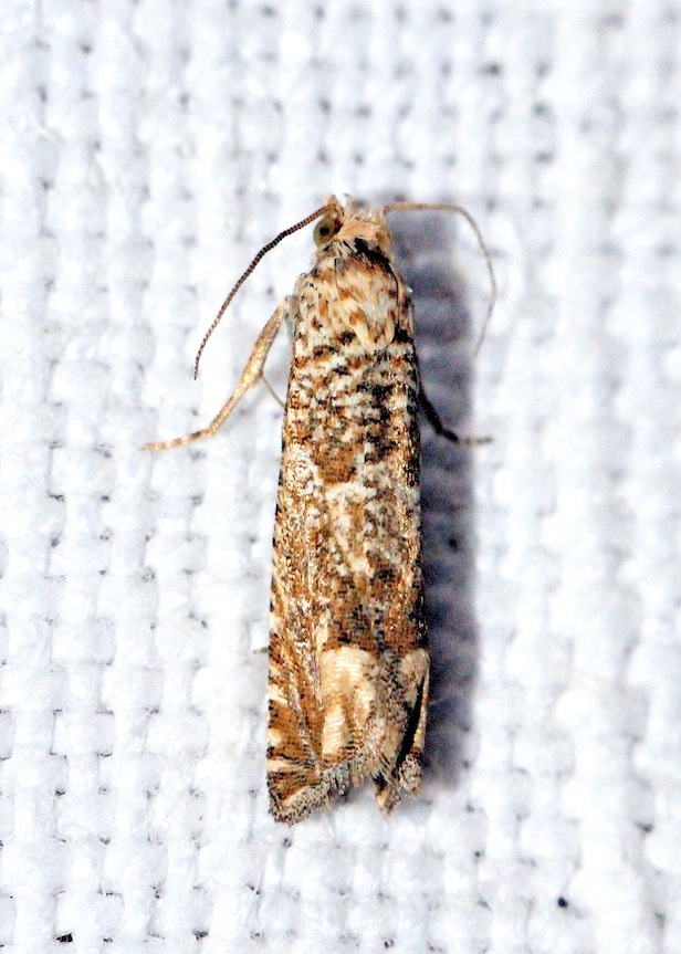 Tortricidae: Eucosma aemulana ?